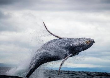 Whales Swallowing Bitcoin Fast — Will This Push BTC Price Up?