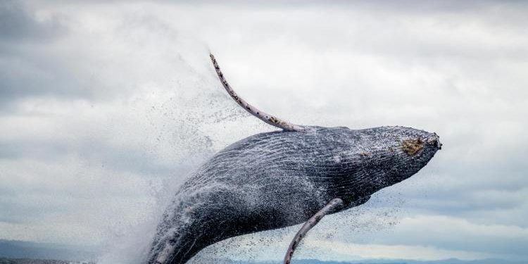 Whales Swallowing Bitcoin Fast — Will This Push BTC Price Up?