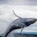 Whales Swallowing Bitcoin Fast — Will This Push BTC Price Up?