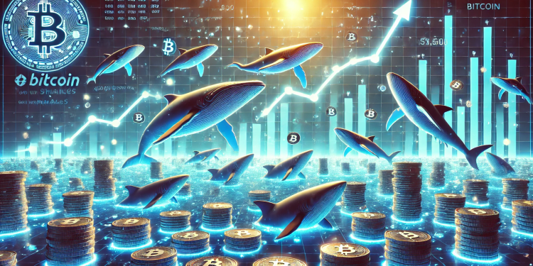 Bitcoin Sharks & Whales Show Highest Growth Since Feb: Confidence Returning?