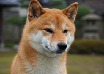 Double Trouble Or Double Gains? Shiba Inu Shows Signs Of Reversal Amid Massive Burn