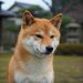Double Trouble Or Double Gains? Shiba Inu Shows Signs Of Reversal Amid Massive Burn