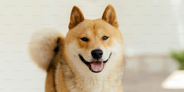 Analyst Drops Dogecoin Bombshell: 174% Surge To $0.65 In Sight