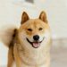 Analyst Drops Dogecoin Bombshell: 174% Surge To $0.65 In Sight