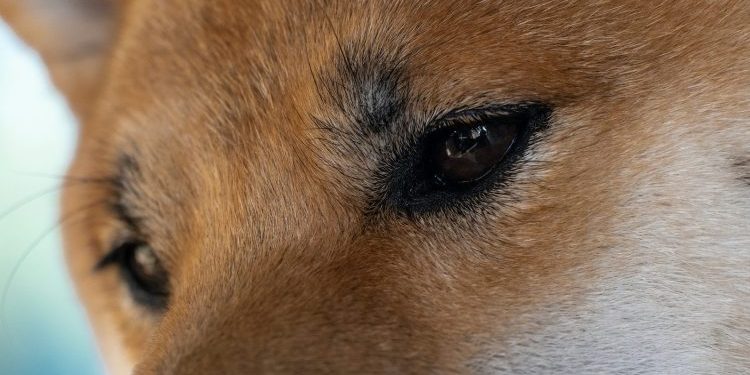 Can Dogecoin Price Still Rally 1,000%? Analyst Reveals End-Of-Year Prediction