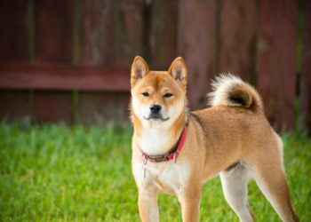 Shiba Inu Could Erupt 500%—Analyst Sounds The Alarm