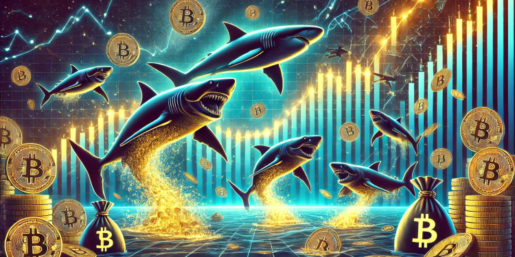 Bitcoin Sharks & Whales Continue To Accumulate: Stage Set For New All-Time High?