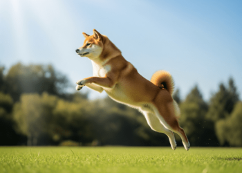 Shiba Inu Breakout Incoming? Bullish Setup Hints At Big Jump, Experts Say