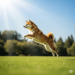 Shiba Inu Breakout Incoming? Bullish Setup Hints At Big Jump, Experts Say