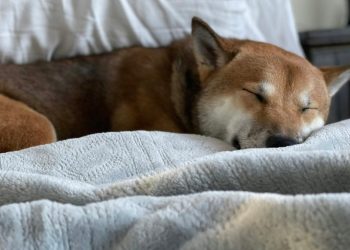 Dogecoin Danger: A Dip Under $0.16 Could Trigger A 30% Crash—Analyst