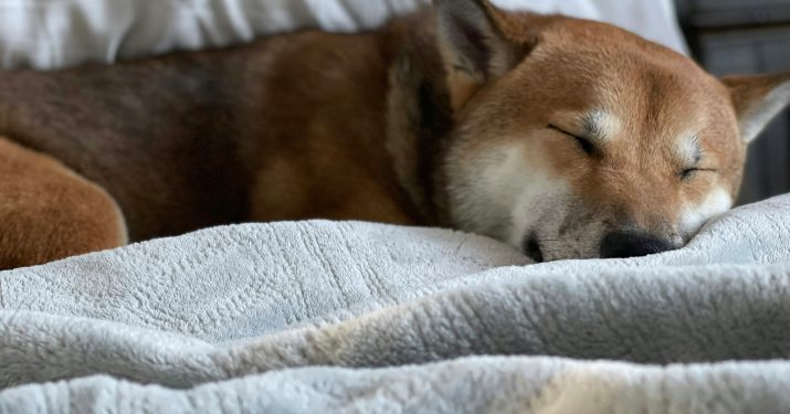 Dogecoin Danger: A Dip Under $0.16 Could Trigger A 30% Crash—Analyst