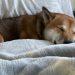 Dogecoin Danger: A Dip Under $0.16 Could Trigger A 30% Crash—Analyst