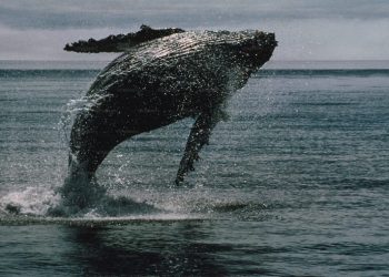 Bitcoin Whale Breaks Silence With $26 Million Transfer — What’s Going On?