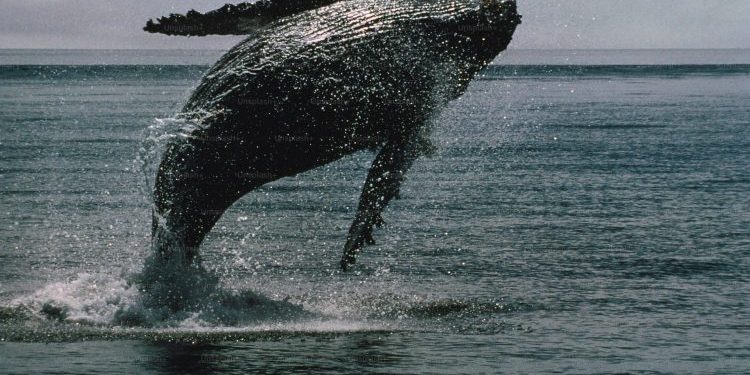 Bitcoin Whale Breaks Silence With $26 Million Transfer — What’s Going On?