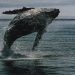 Bitcoin Whale Breaks Silence With $26 Million Transfer — What’s Going On?