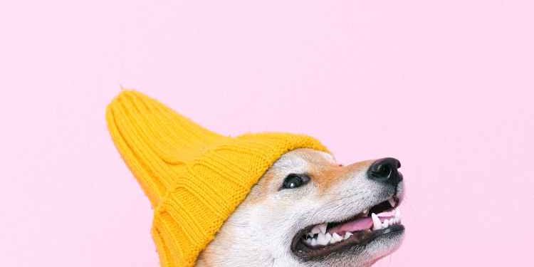 Double Win: Dogwifhat Jumps 24% Alongside Bitcoin’s $107K Push