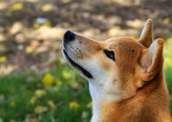 Shiba Inu Goes Serious: Shib Alpha Layer Marks End Of Meme Era