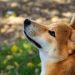 Shiba Inu Goes Serious: Shib Alpha Layer Marks End Of Meme Era