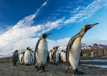 PENGU Heats Up: Nearly $600M In Open Interest Sparks Rally Talk