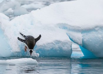 PENGU Leads Top Memecoin List Amid 20% Daily Surge – What’s Behind The Rally?