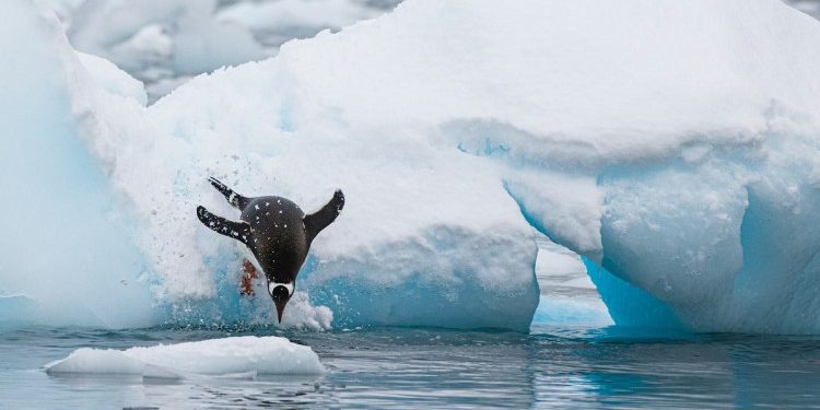 PENGU Leads Top Memecoin List Amid 20% Daily Surge – What’s Behind The Rally?