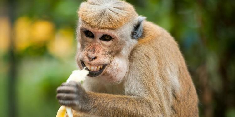 Bitcoin Insult Alert: Pro Trader Dubs HODLers ‘Idiots,’ Saylor Fires Back