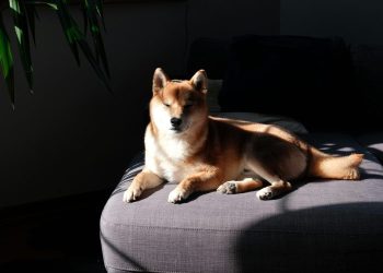 Dogecoin Draws New Attention As Open Interest Tops $3 Billion