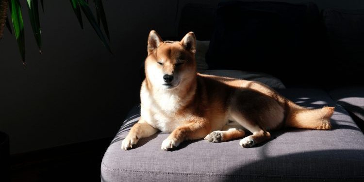 Dogecoin Draws New Attention As Open Interest Tops $3 Billion