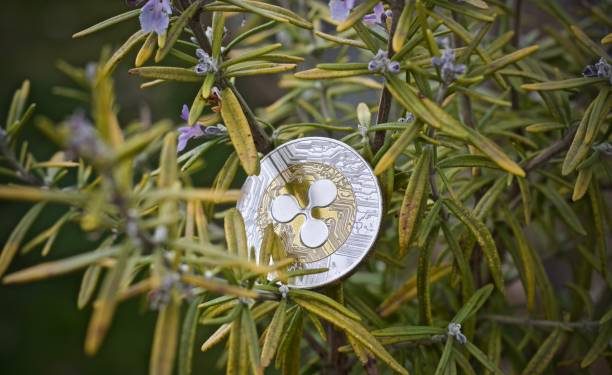 XRP Gears Up For Breakout, But Bearish Divergence Clouds Outlook