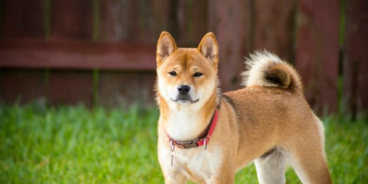 Shiba Inu Joins The Ranks Of Dogecoin, XRP On Coinbase ETF Watchlist – The Next Big Thing?