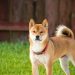 Shiba Inu Joins The Ranks Of Dogecoin, XRP On Coinbase ETF Watchlist – The Next Big Thing?