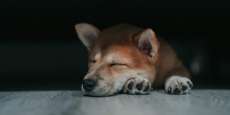 Dogecoin May Pause Above $0.27 Before Charging Toward $0.45 – Analyst