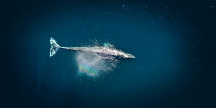 Whales Scoop $1.73B In Ether As Exchange Balances Hit Nine-Year Low
