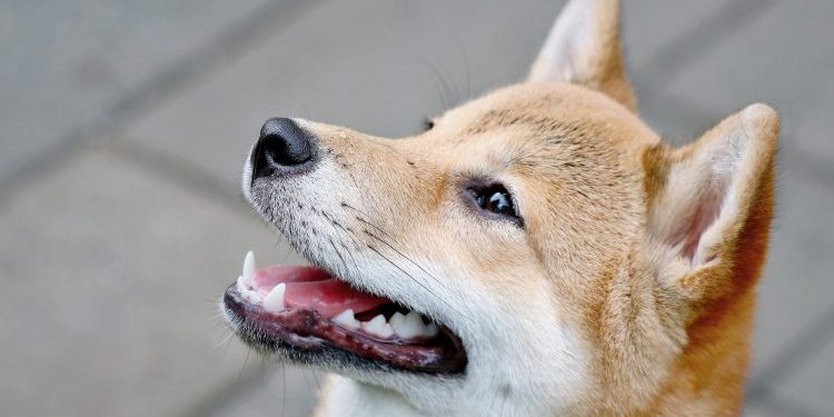 ETF Dreams For Dogecoin: Serious Possibility Or Just Hype?