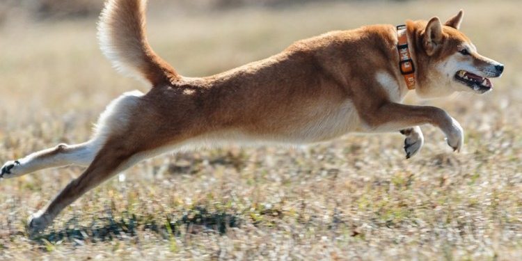 Dogecoin Defies Odds, Jumps 21% Even As ETF Debut Gets Pushed Back