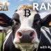 Bitcoin Ranch in Missouri