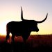 XRP Sparks Bullish Frenzy As Top Software Dev Says It Beats ETF Hype
