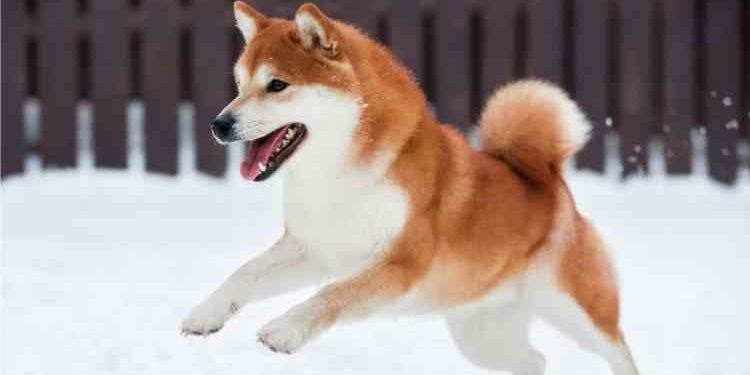 A Hidden Pattern On Dogecoin’s Chart Could Change Everything: Analyst