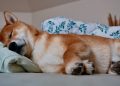 Shiba Inu Might Be ‘Dead And Sleeping’, But Not For Long, Crypto Expert Says