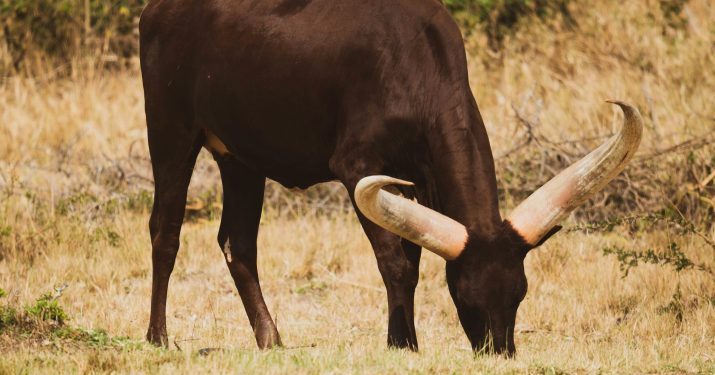 XRP Ready For Bullish Pop As Important Technical Signal Reappears