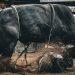 Ethereum Beware — Analyst Says XRP’s Next Bull Run Could Be Deadly