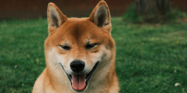 Dogecoin Face-Melting Rally: This Bullish Impulse Will Send Price Toward $0.8 ATH