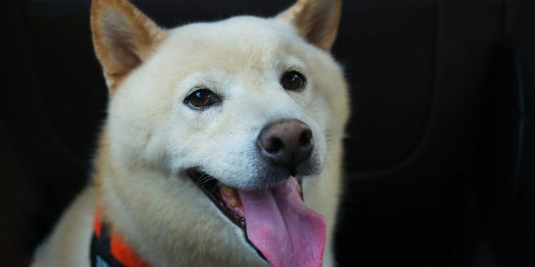 ‘Good News’ Finally Arrives For SHIB Army As Team Unveils New Update