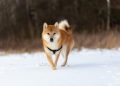 Dogecoin RSI Returns To Pre-Launch Levels, Analyst Says Next Major Surge Is Close