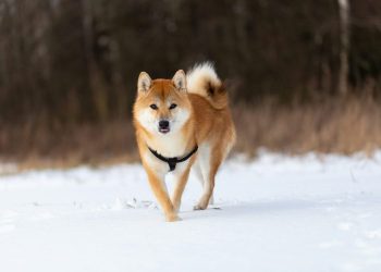 Dogecoin RSI Returns To Pre-Launch Levels, Analyst Says Next Major Surge Is Close