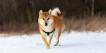 Dogecoin RSI Returns To Pre-Launch Levels, Analyst Says Next Major Surge Is Close