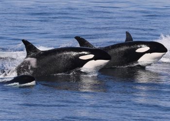 Bitcoin Veterans Cashing Out Could Trigger Deeper Losses, Schiff Claims