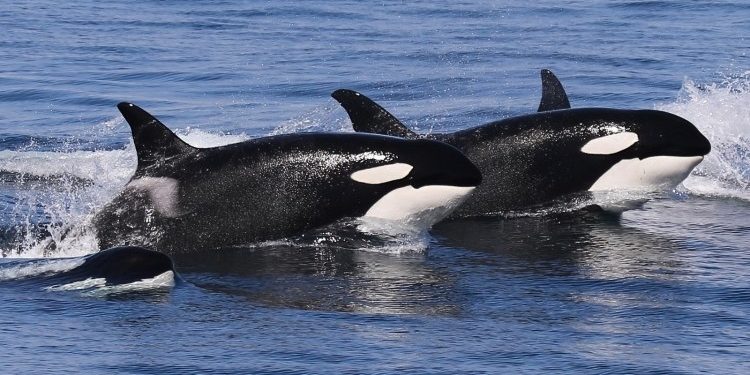 Bitcoin Veterans Cashing Out Could Trigger Deeper Losses, Schiff Claims