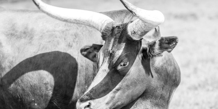 From Dotcom To Crypto: Veteran Analyst Says The Bull Run Isn’t Over