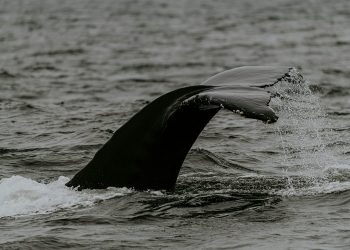 Selling Storm: Bitcoin Whales Could Drive Prices Down Further, Experts Warn